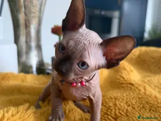 Sphynx cats 2 stunning kittens available! - Advert 4
