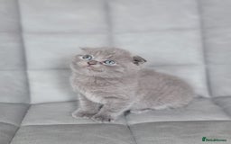Mixed Breed cats for sale: Half scottish fold Healthy and beautiful kittens - Image 5