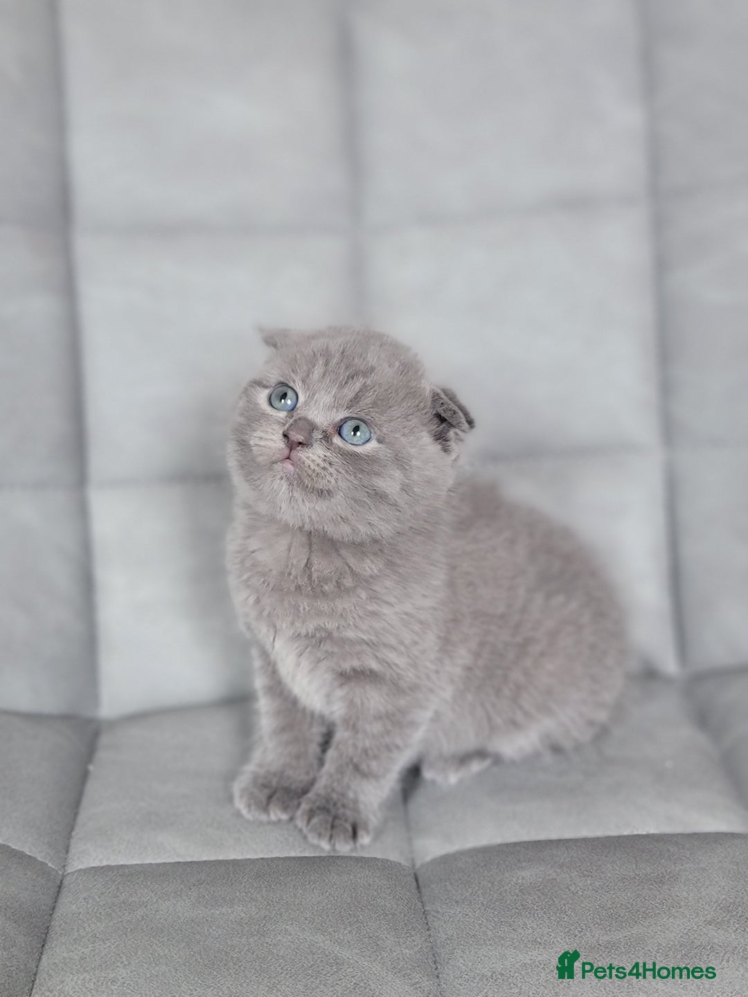 Mixed Breed cats for sale: Half scottish fold Healthy and beautiful kittens - Image 5