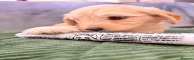 Mini Goldendoodle light Pink collar 
