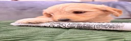 Mini Goldendoodle dogs for sale: Mini Goldendoodles from Therapy dog mom - Advert 32