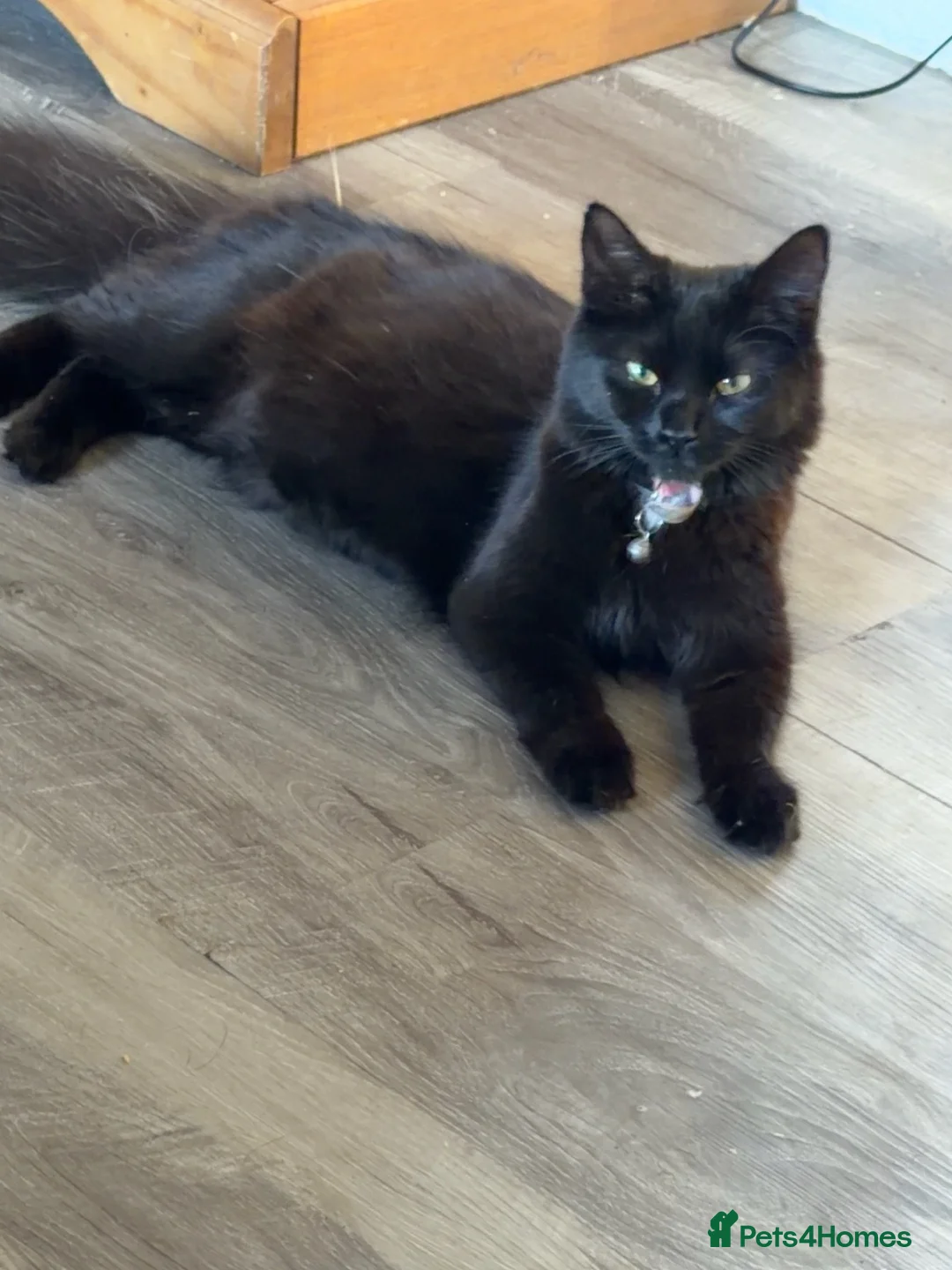 Mixed Breed cats for sale: 2 female kittens  - Advert 1