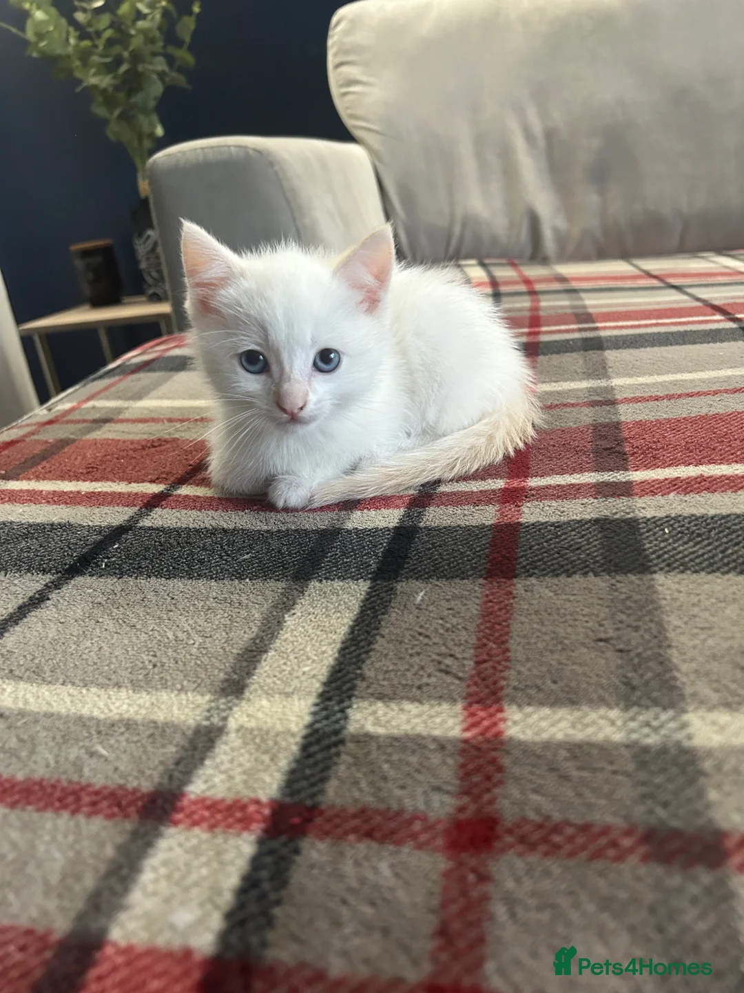 Mixed Breed cats for sale: Mixed breed kittens for sale in Chippenham - Advert 13