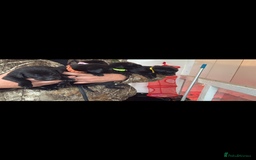 Labrador Retriever dogs for sale: 8 Labrador pups last black female available  - Image 12