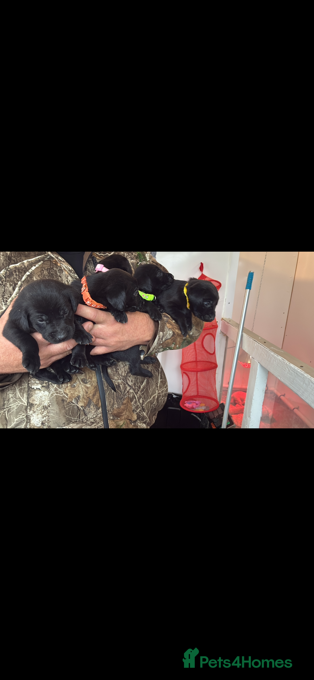 Labrador Retriever dogs for sale: 8 Labrador pups last black female available  - Image 12