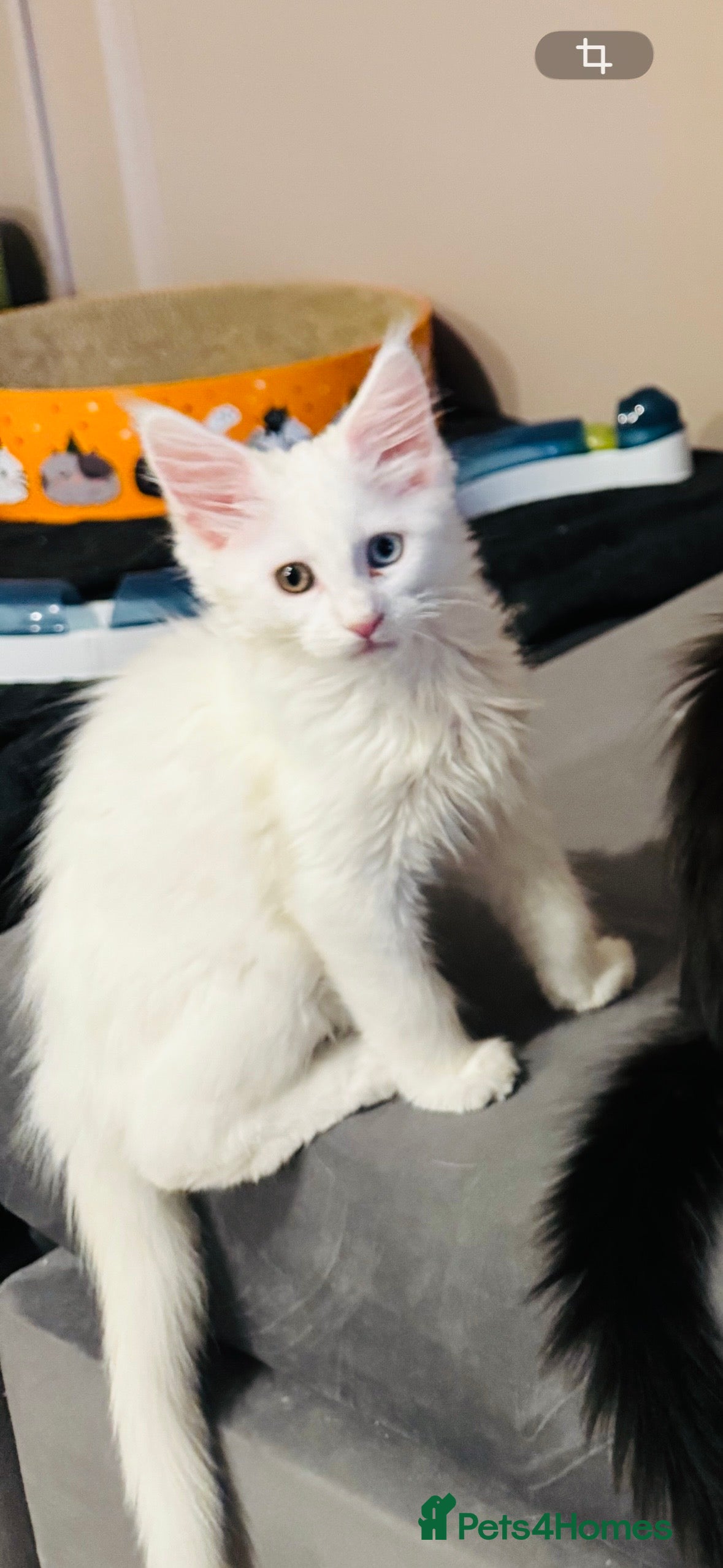 Maine Coon cats Maine Coon kittens TICA reg. 3girls available  - Advert 1