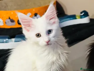 Maine Coon cats Maine Coon kittens TICA reg. 3girls available - Advert 5