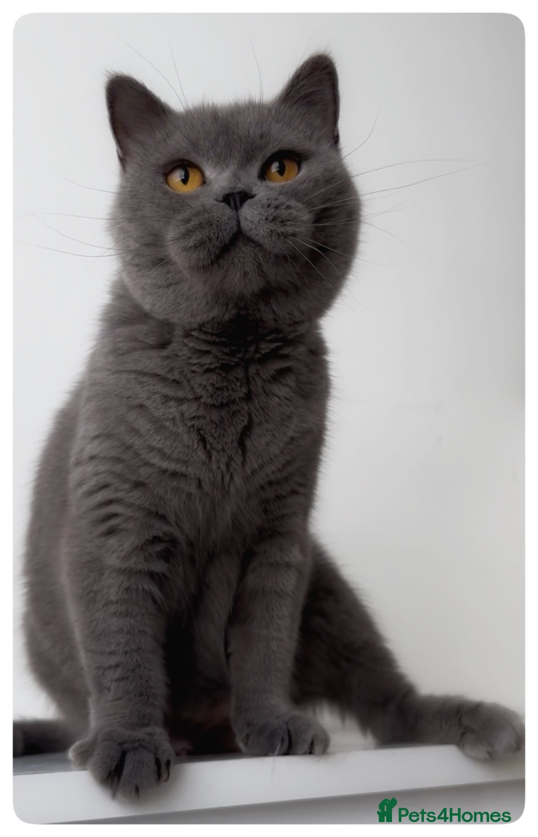 British Shorthair cats for sale: GCCF registered British shorthair female kitten - Image 4