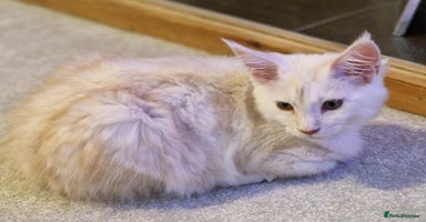 Maine Coon cats - Advert 9
