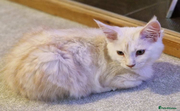 Maine Coon cats - Advert 5