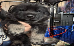 Mixed Breed dogs for sale: Shepweiler puppies READY TO RESERVE! - Image 10
