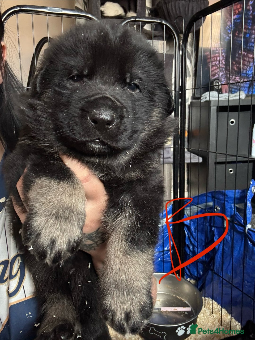 Mixed Breed dogs for sale: Shepweiler puppies READY TO RESERVE! - Image 10