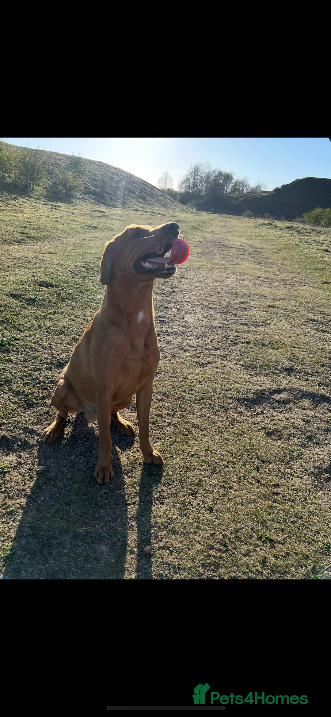 Labrador Retriever dogs for stud: PROVEN KC registered red Labrador  - Advert 3