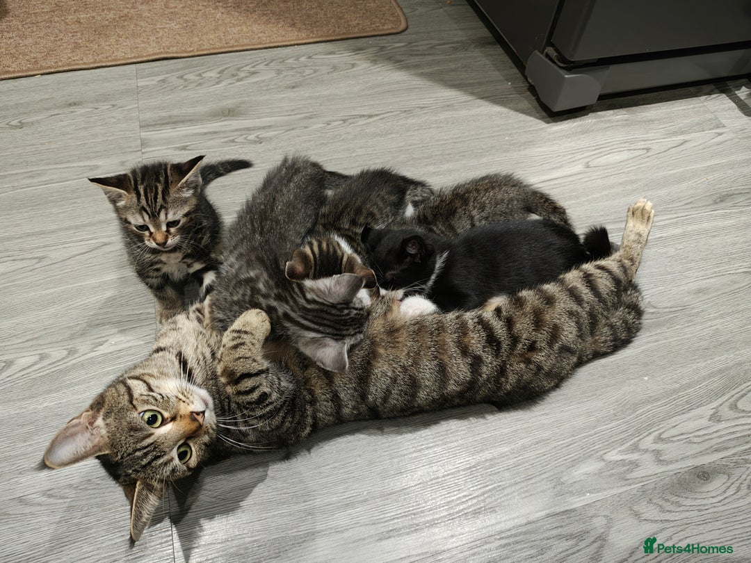 Mixed Breed cats for sale: Bengal Marble & British Shorthair  - Advert 19