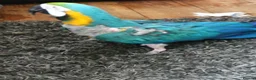 Macaws birds for sale: Needing a forever home  - Advert 3