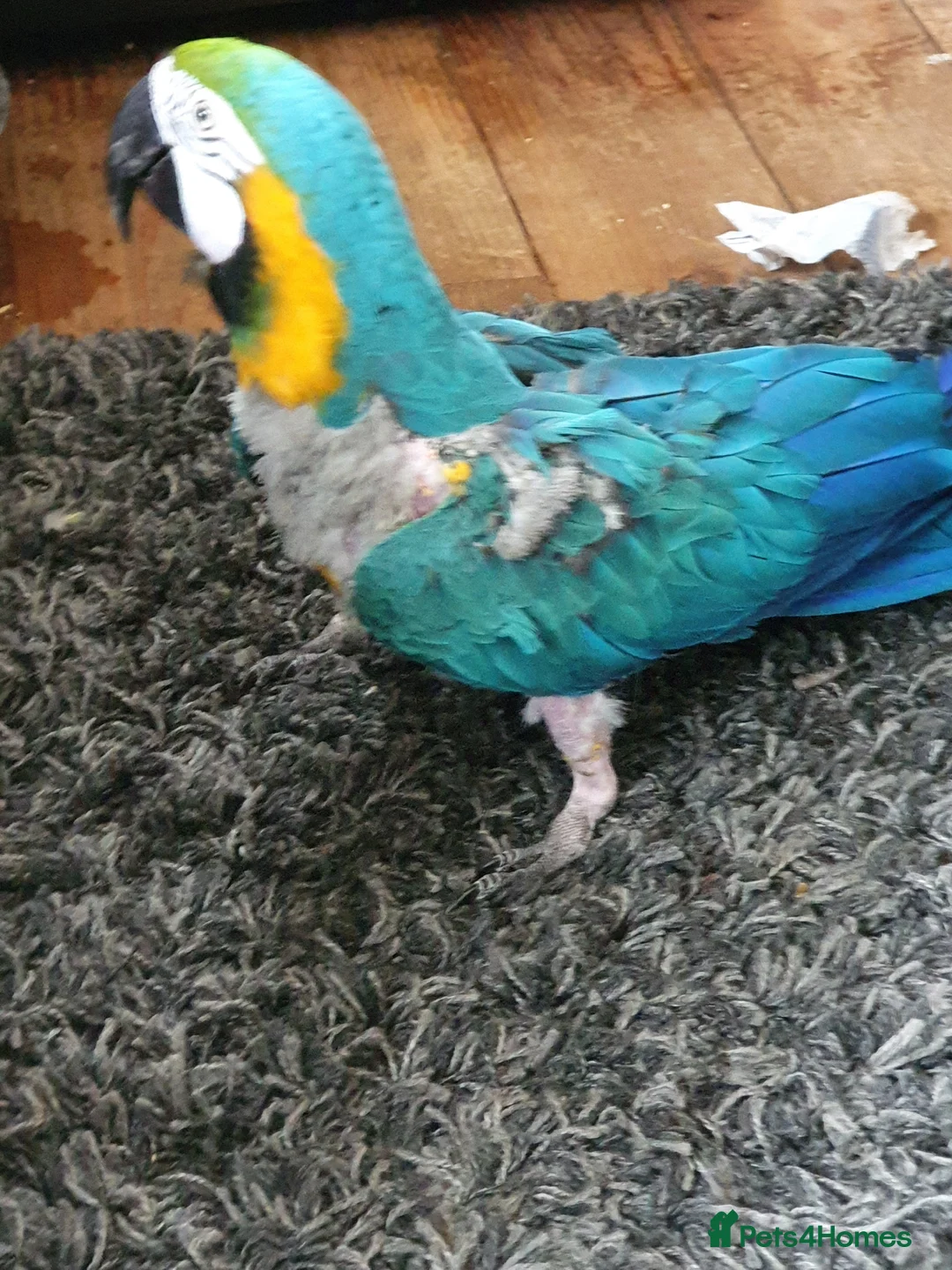 Macaws birds for sale: Needing a forever home  - Advert 3