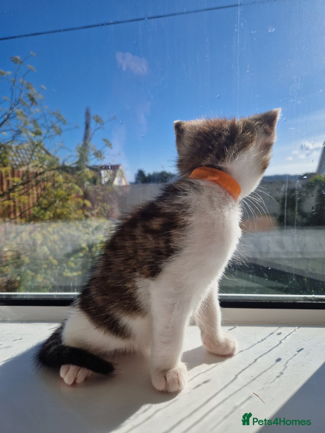 Domestic Shorthair cats for sale: Domestic shorthair kittens  - Image 17