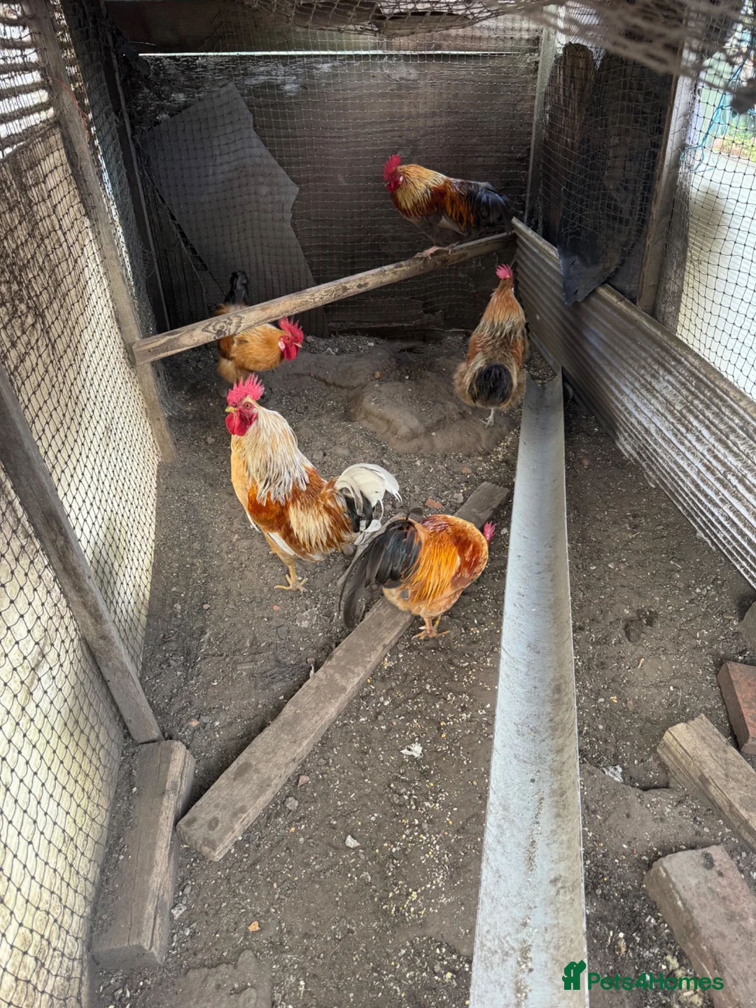 Mixed Breed poultry for sale: Mixed farmyard cockerels  in Doncaster - Advert 1