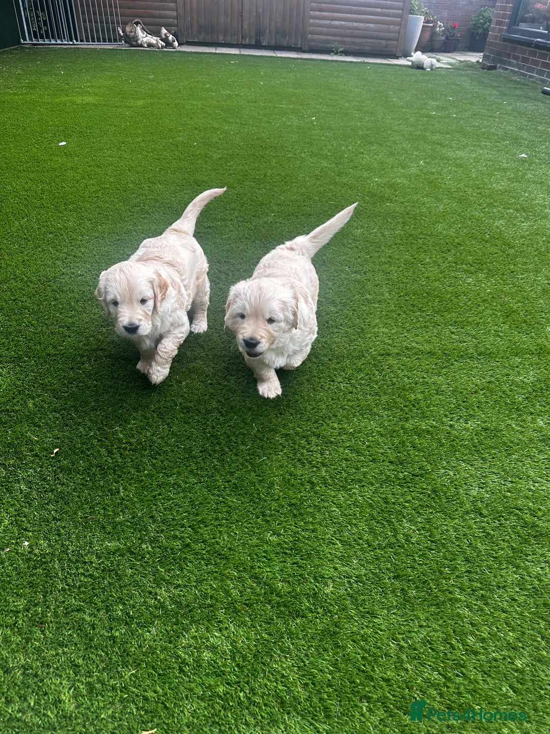Golden Retriever dogs for sale: Golden Retriever Puppies - Collection 19 September - Image 1