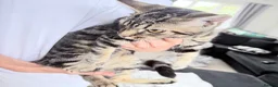 Mixed Breed cats for sale: 5months old kittens  - Advert 2