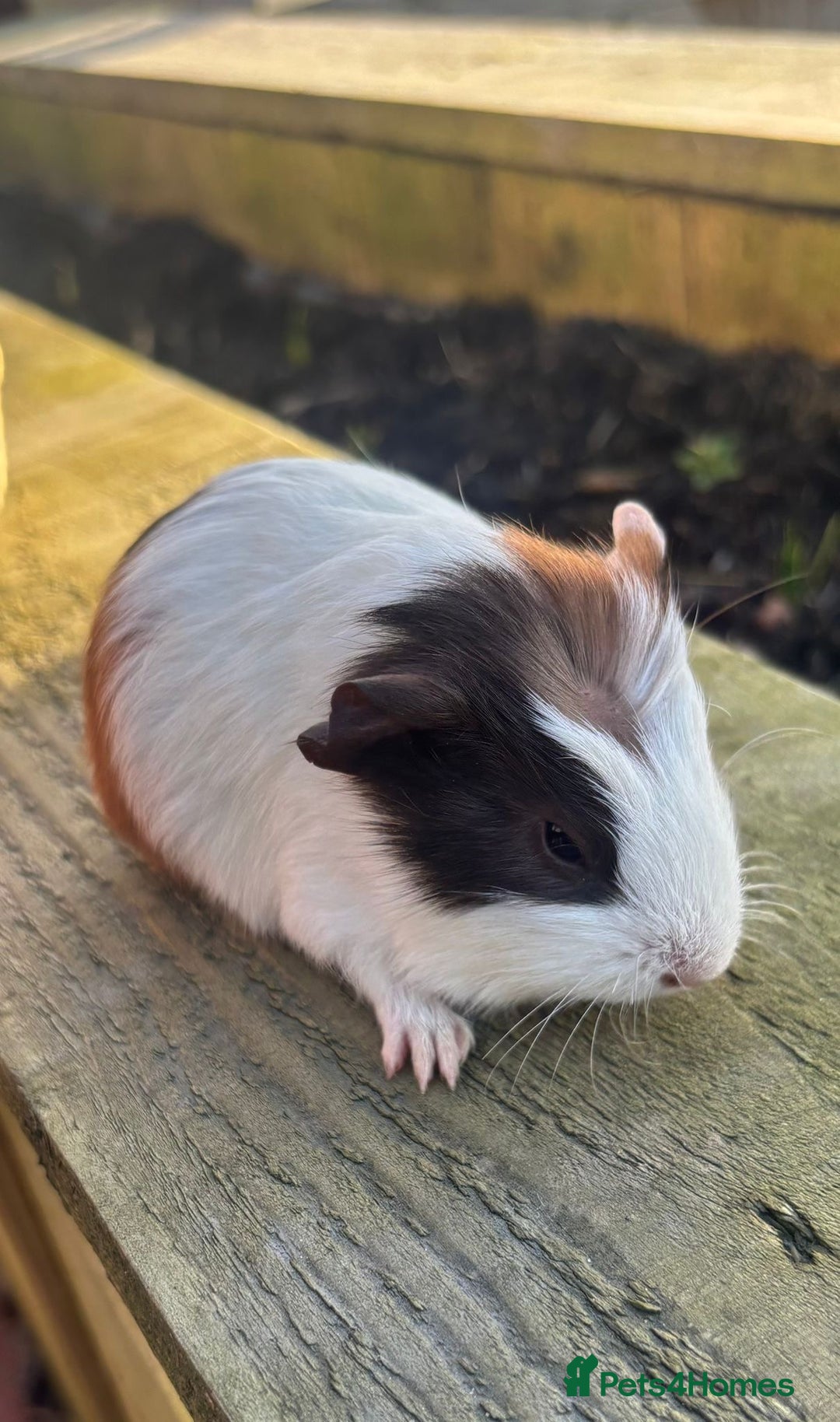Guinea Pig rodents for sale: Four friendly guinea pig babies!  - Advert 5