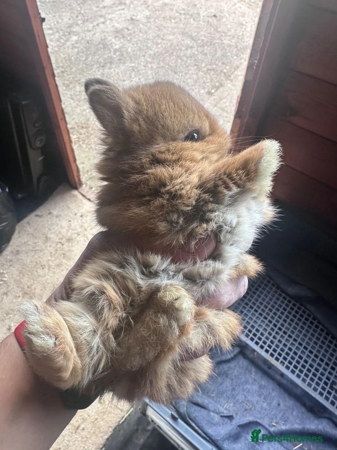 Netherland Dwarf rabbits for sale: Pure bred Netherland Dwarf bunny - Advert 1