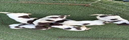 Cocker Spaniel dogs for sale: Cocker spaniel puppies 4boys 2girls  - Advert 10