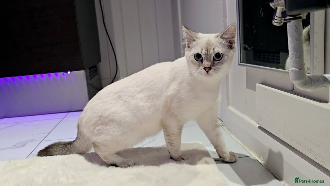 British Shorthair cats for sale: British Blue Kittens - Advert 1