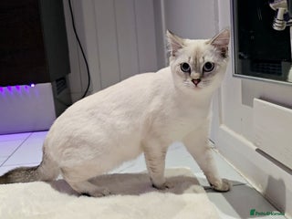 British Shorthair cats British Blue Kittens - Advert 3