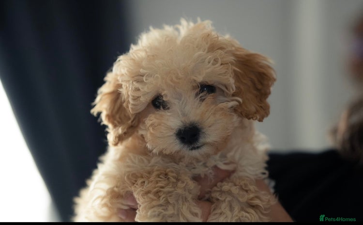 Cockapoo dogs - Advert 2