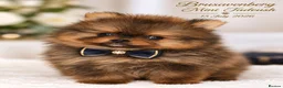 Pomeranian dogs for sale: SUPER TINY MINI POMERANIANS RKC - Advert 6