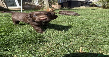 Cocker Spaniel dogs - Advert 4