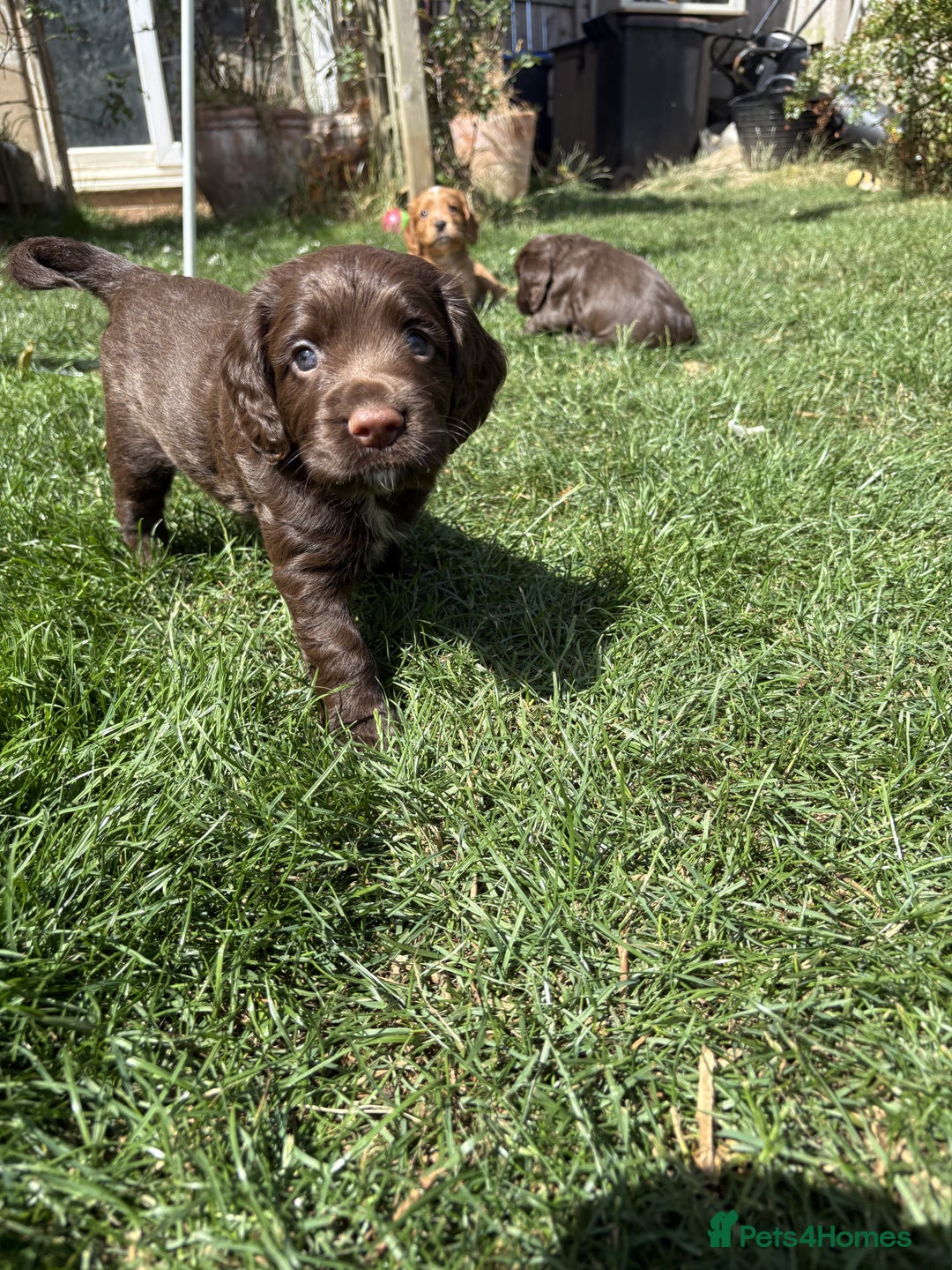 Cocker Spaniel dogs for sale: 🏆 KC Reg Working Cocker Spaniels – FTCH Line 🐾 - Image 8