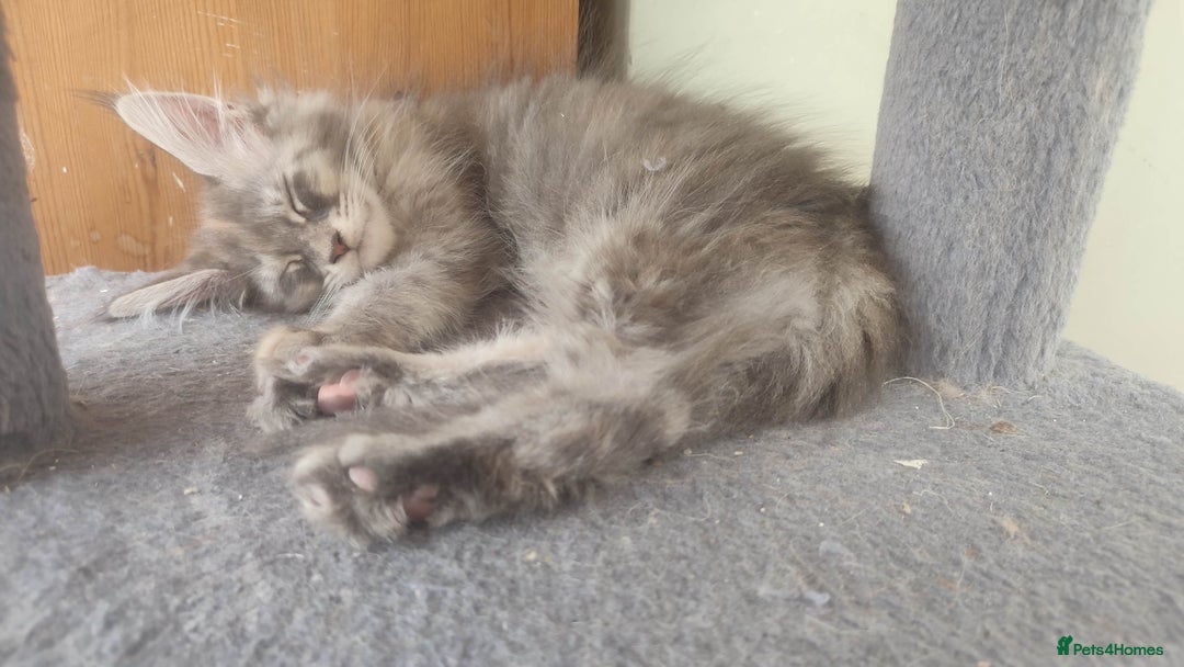Maine Coon cats for sale: Maine Coon Kitten 3 - Fully health tested and Tica registered  - Image 22