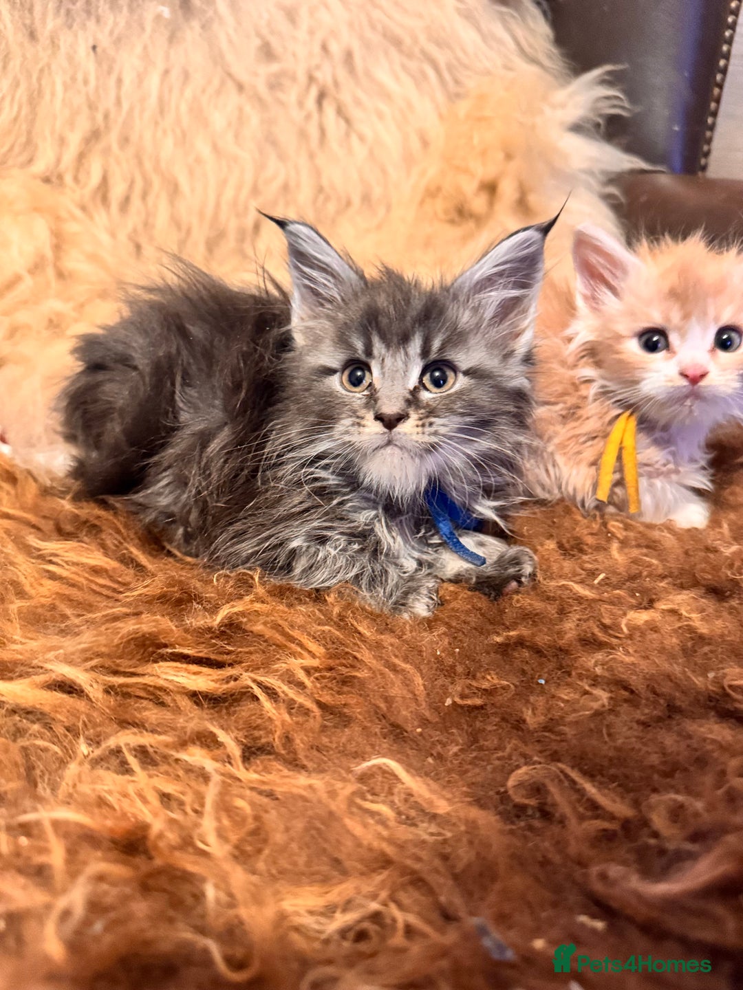 Maine Coon cats for sale:  TICA Registered Maine Coon Kittens- ready now  - Advert 8
