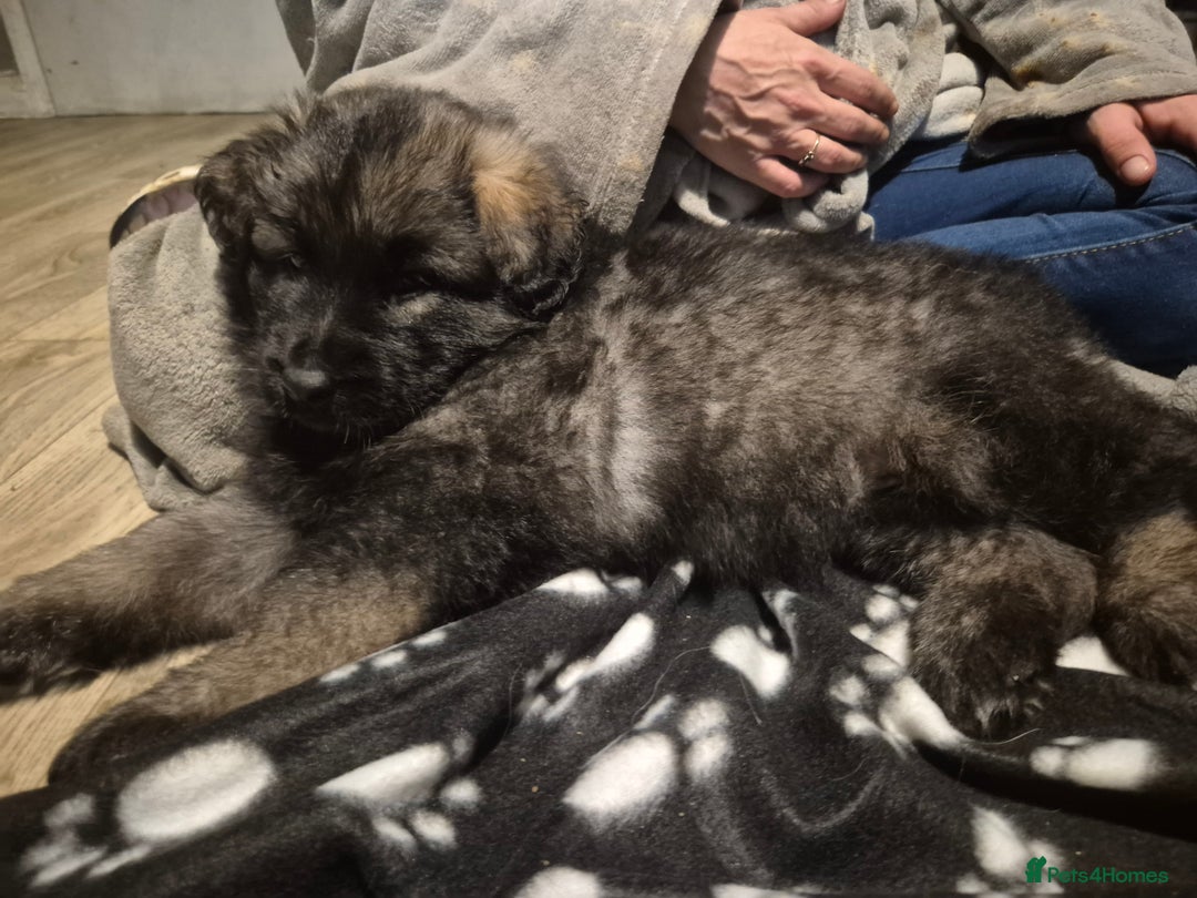 German Shepherd dogs for sale: German shepherd  - Advert 23