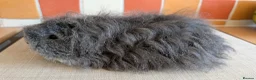 Guinea Pig rodents for sale: Gorgeous Texel sows - Advert 8