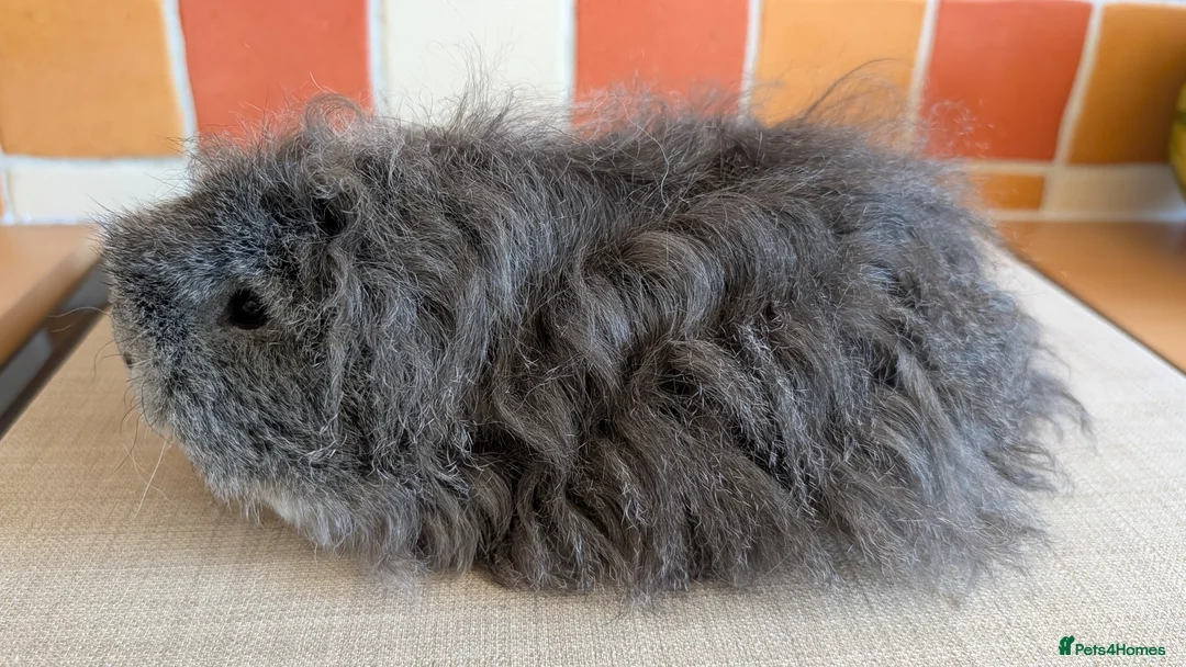 Guinea Pig rodents for sale: Gorgeous Texel sows - Advert 8