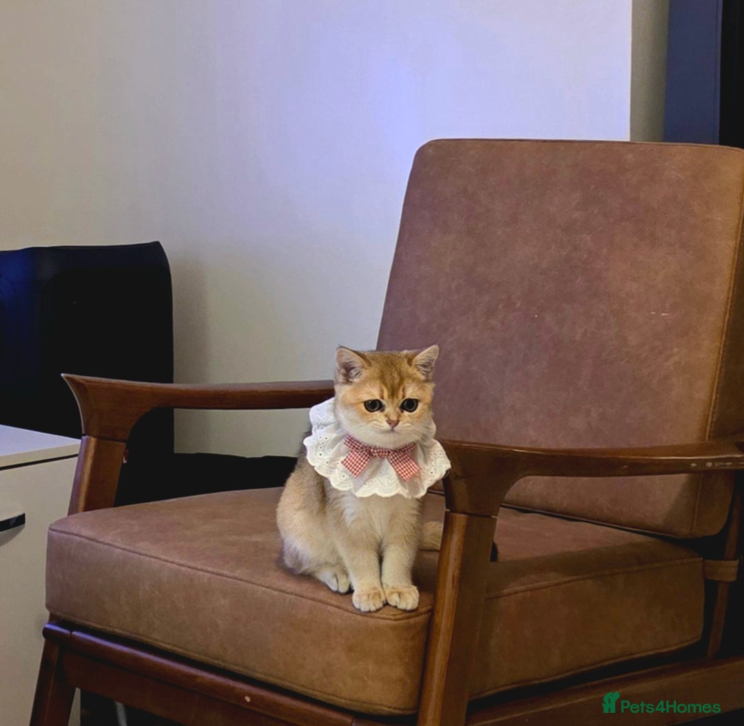 Scottish Fold cats for sale: Pedigree Golden chinchilla, TICA registered - Image 19