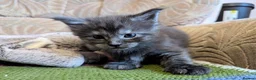Maine Coon cats for sale: 🐾 GCCF Registered Maine Coon Kitten 🐾 - Advert 9