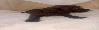 Cocker Spaniel 2