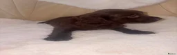 Cocker Spaniel dogs for sale: Cocker Spaniel Puppies in Coventry - Advert 15