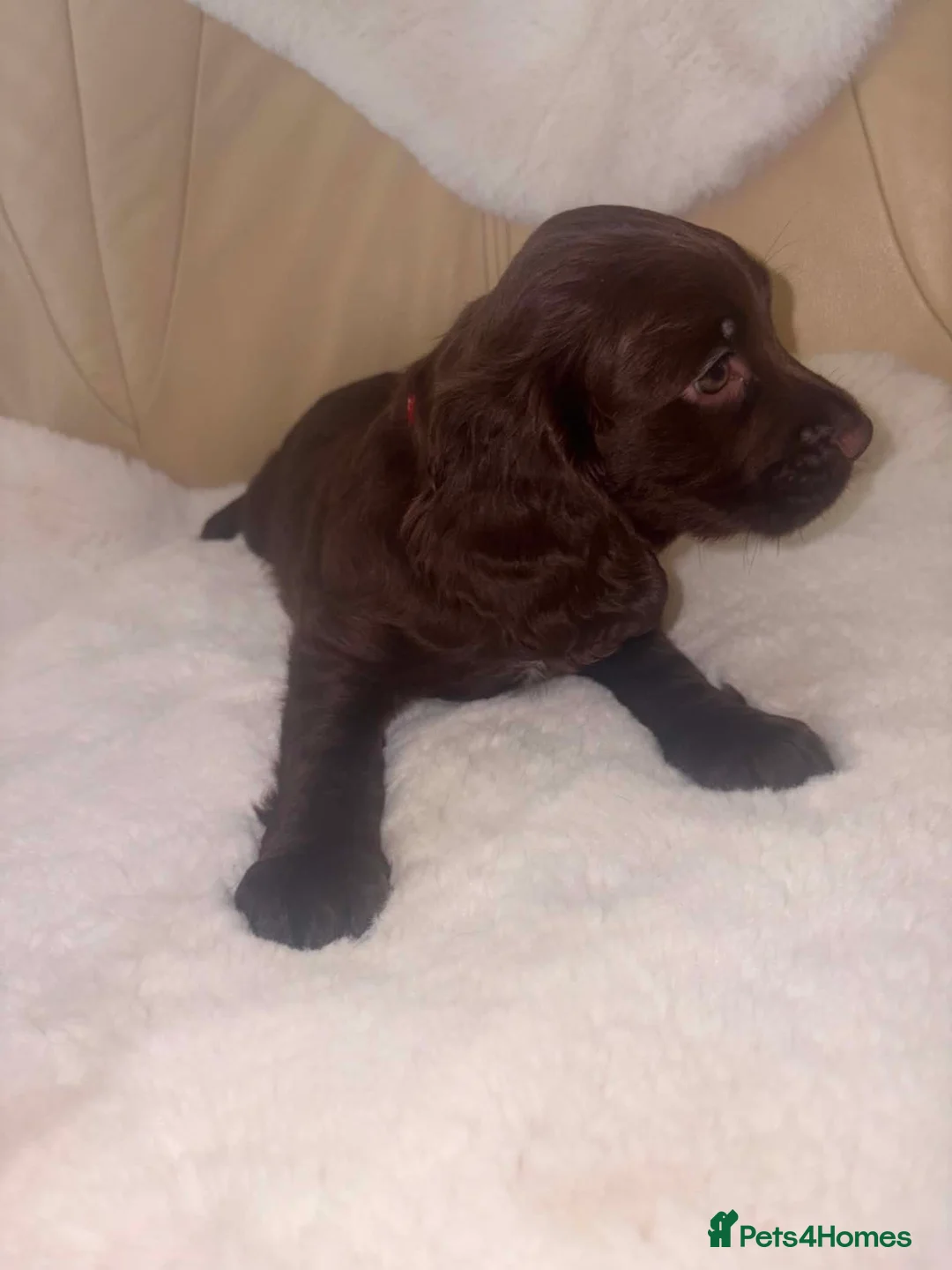 Cocker Spaniel dogs for sale: Cocker Spaniel Puppies in Coventry - Advert 15