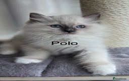 Ragdoll cats for sale: Beautiful Ragdoll kittens - Advert 8