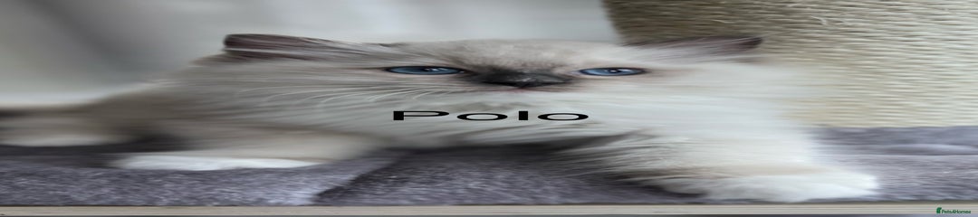 Ragdoll Kitten 3 Polo