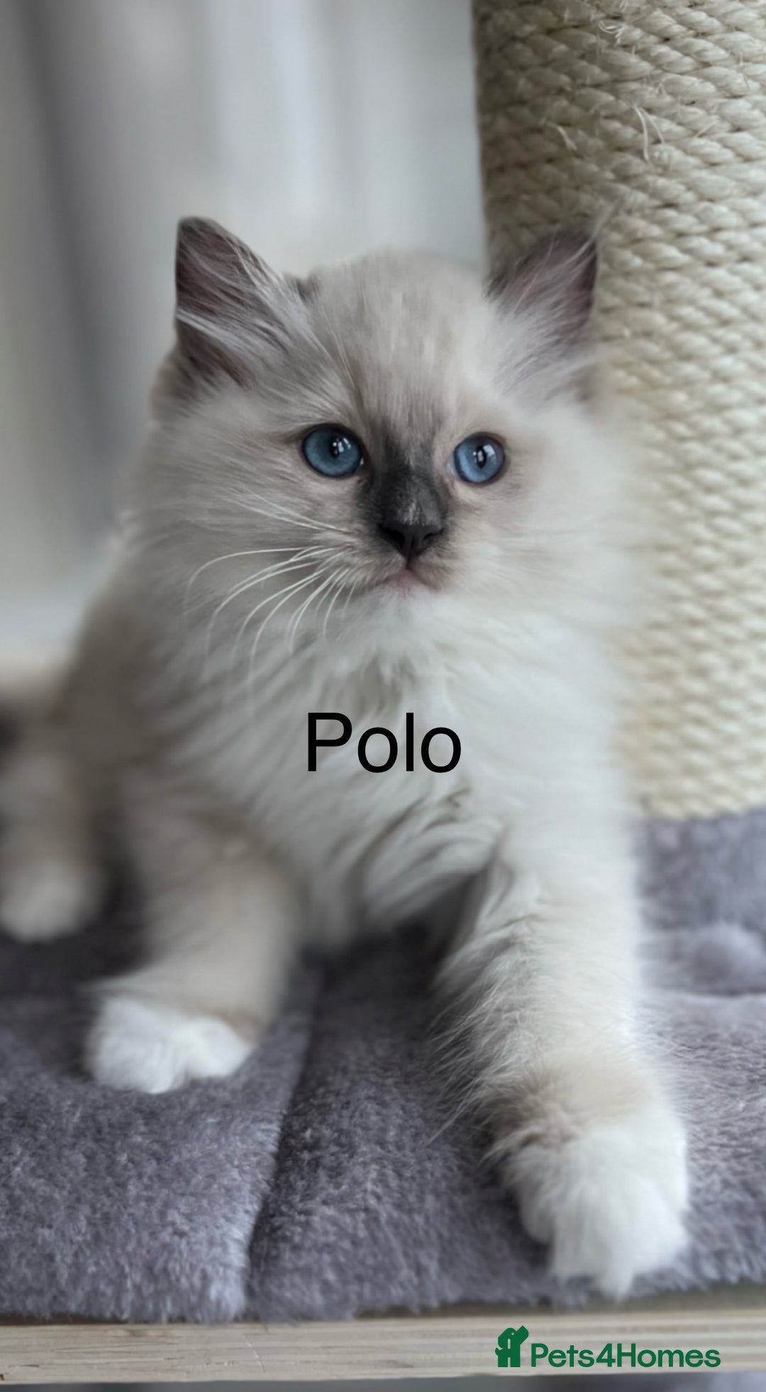 Ragdoll cats for sale: Beautiful Ragdoll kittens - Advert 8