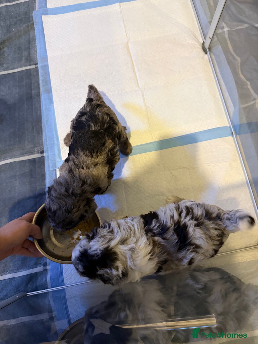 Cavapoo dogs for sale: Merle cavapoo boys  - Advert 9