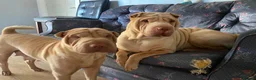 Shar Pei dogs for sale: FULL-Chinese Sharpei  - Advert 2