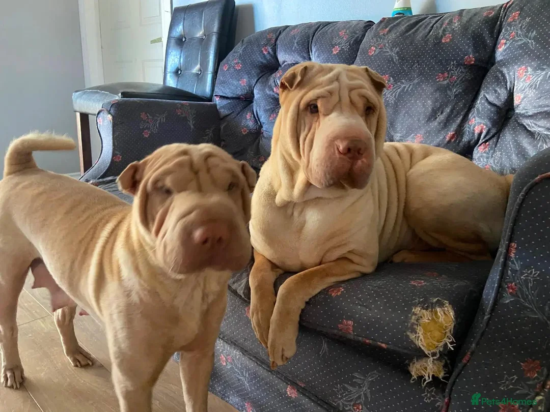 Shar Pei dogs for sale: FULL-Chinese Sharpei  - Advert 2