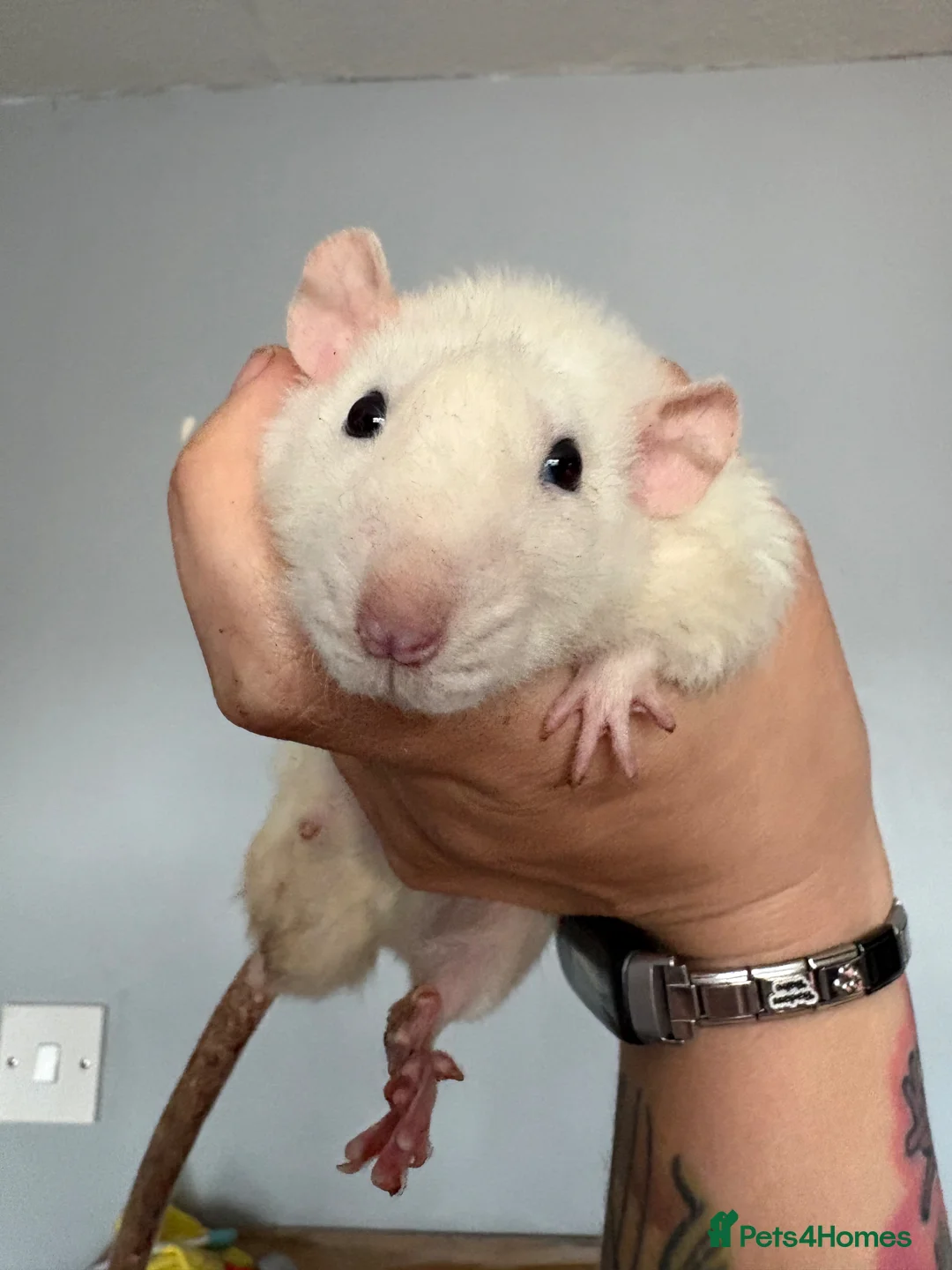 Rat rodents for sale: 4 male rats for rehome in Birmingham - Advert 3